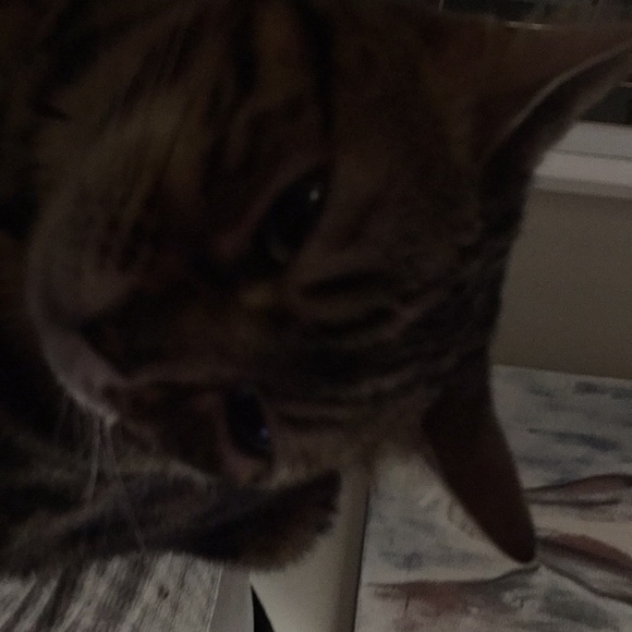 Meet your Posher, Sylvie - Picture 1 of 1